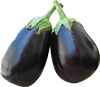aubergine_black_beauty