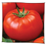 tomate_ace_55