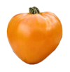 tomate_coeur_de_boeuf_orange