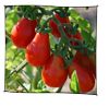 tomate_poire_rouge